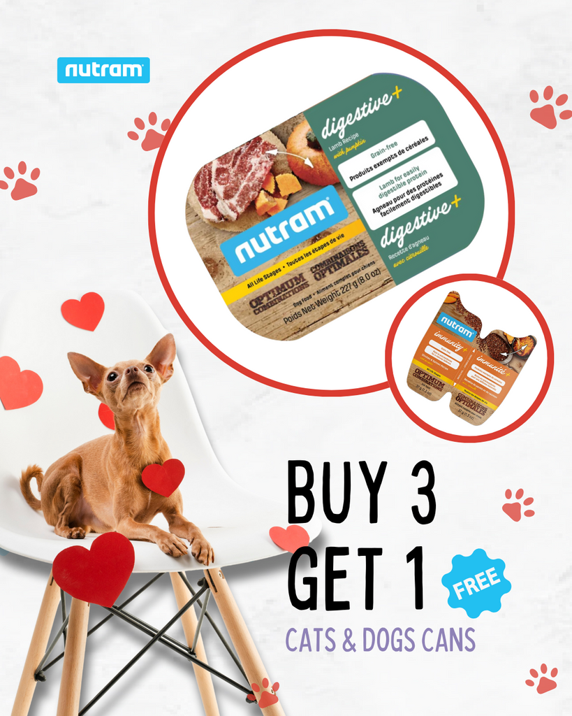 Dog buying sales shop near me